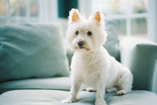 Cute Small White Dog Sitting On A Chair