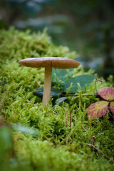 In The Woods 034
