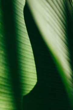 Beautiful Green Leaf Texture With Shadow