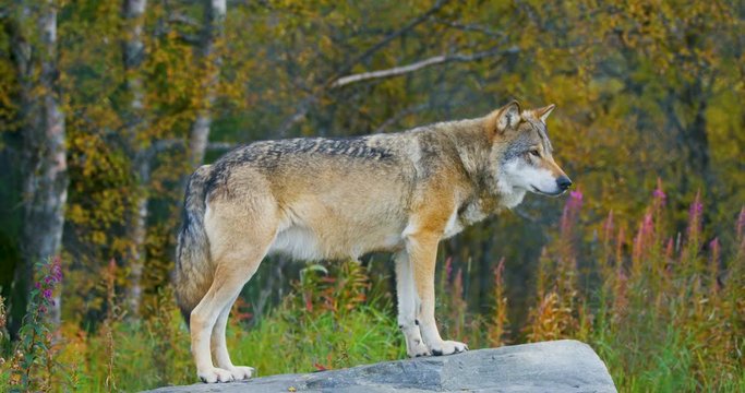 Large grey wolf standing on a rock in the forest