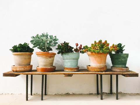 Potted succulent plants on a bench