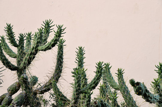 Cactus on the island