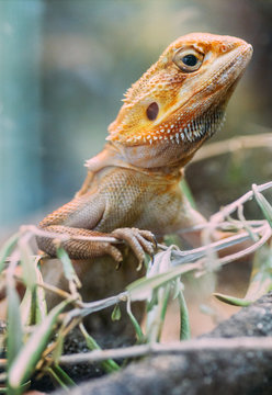 Orange lizard on a branch of olive