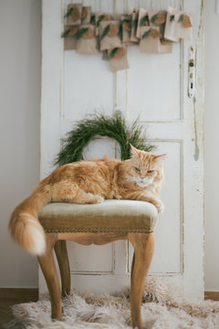 Natural advent calendar with a cat