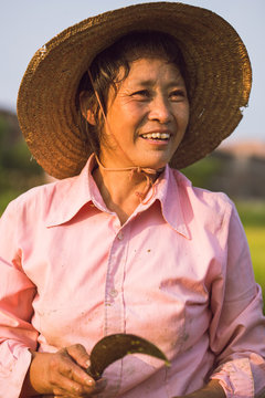 Farmers are harvesting rice