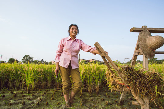 Farmers are harvesting rice