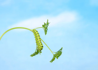 one Black Swallowtail caterpillar,  Papilio polyxenes,  climbing upside down on parsley plant looking for food. Blue background sky with clouds