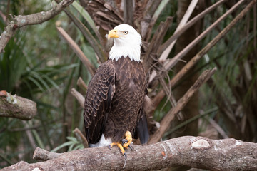 Eagle 3