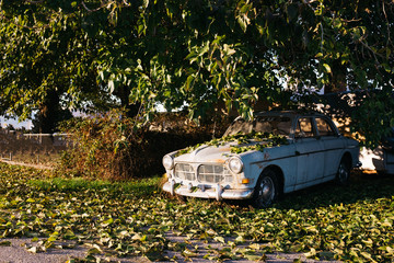 old car abandoned under tree with fallen leaves