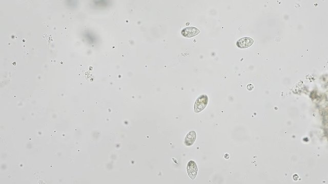 Protozoan motility under the microscope view