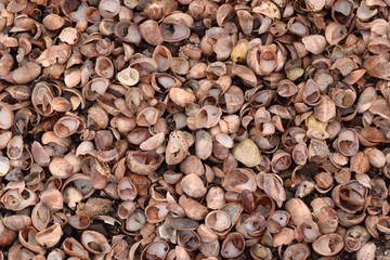 Closeup abstract seashell texture background