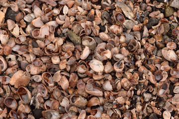 Sea Shell Texture Background