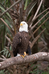 Eagle 5
