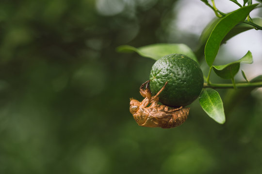 Cicada slough on navel orange