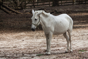 Obraz na płótnie Canvas white horse V