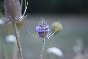 Thistle in field
