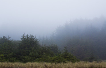 Fototapeta na wymiar Foggy redwood forest