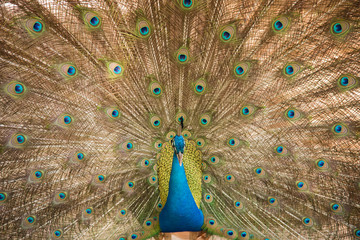 Obraz premium Peacock. Close up of peacock showing its beautiful feathers