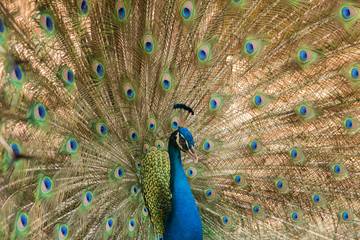 Naklejka premium Peacock. Close up of peacock showing its beautiful feathers