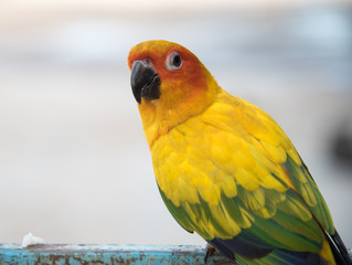 sun conure parrot close up , Beautiful yellow parrot