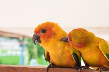 couple yellow Sun conure parrot love and take care of together , lovely parrot , Beautiful parrot.