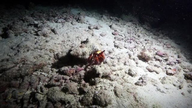 Hermit crab walking over coral reef at night 