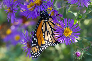 Fototapeta premium Monarch Butterfly on Purple Flower 