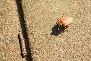 Palomena prasina green wood bug creeps over the tile macro