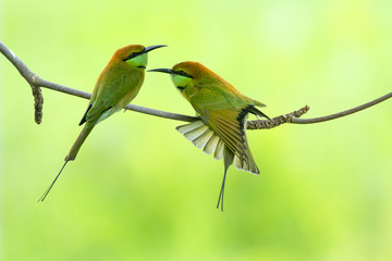 Beautiful birds, Green Bee - eater or little green bee-eater perching on a branch