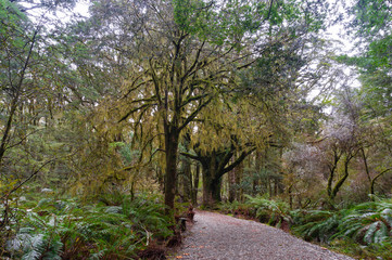 Fototapeta na wymiar Hiking path among rainforest