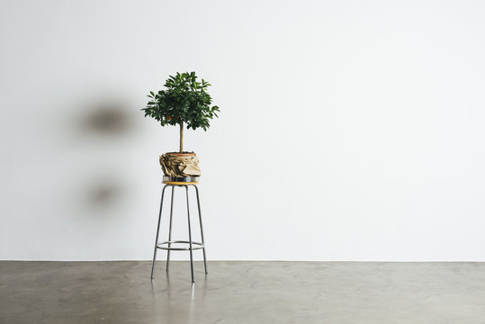 Plant against blank wall