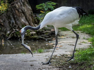 Red-crowned crane eating a fish