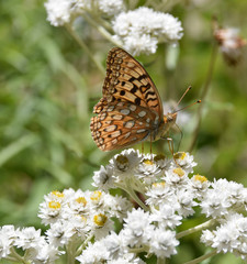 Mt. Rainier Butterfly