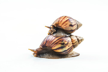 snails on white background  ,Can convey the love of family or Love between mother and child
