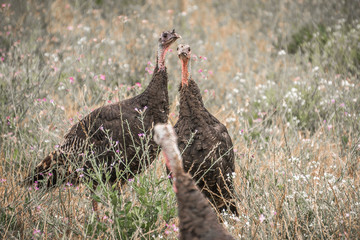 Turkey