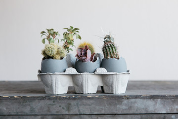 Different cacti growing in cracked eggs