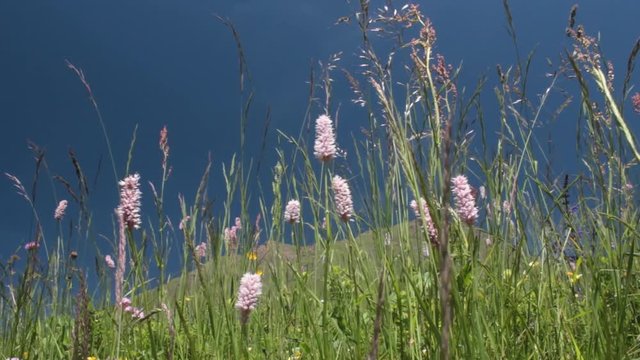 Pascoli e fiori di montagna in Piemonte