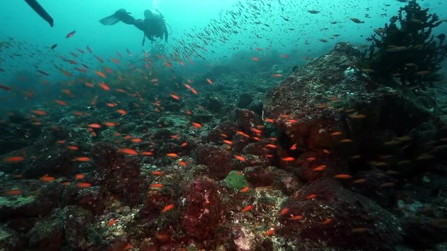 Scuba diving over volcanic coral reef thriving with tropical fish, Pulau Weh, Indonesia