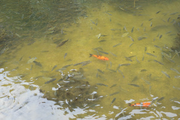 Fish in the river