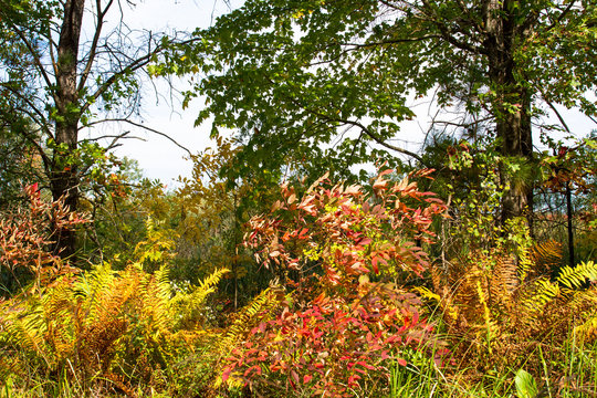 Fall colors of sumac and ferns in Necedah National Wildlife Refuge in Wisconsin