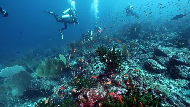 Scuba diving among thousands of orange anthias fish on volcanic coral reef 