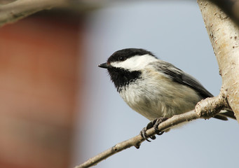 Chickadee in an Apple Tree