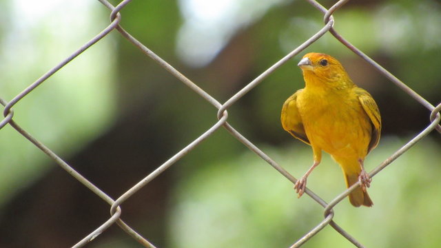 Can&aacute;rio da Terra