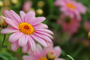 Fototapeta premium Pink flower in a garden