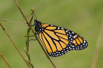 Side View of a Beautiful Butterfly