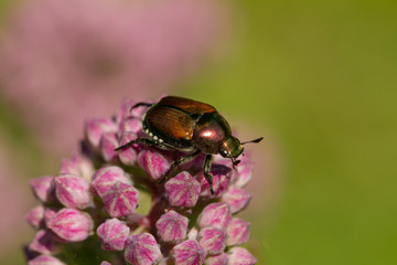 Shiny Beetle on a Pink Flower with a Blurred Background