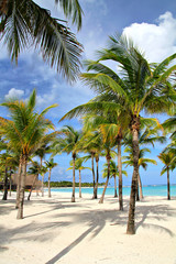 Fototapeta na wymiar Palm trees on the beach, shallow focus