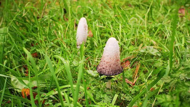 shaggy ink cap (coprinus comatus, lawyer's wig)