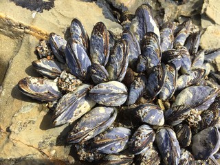 Mussels on the Beach