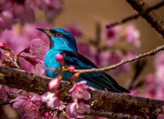 Blue dacnis on a cherry tree